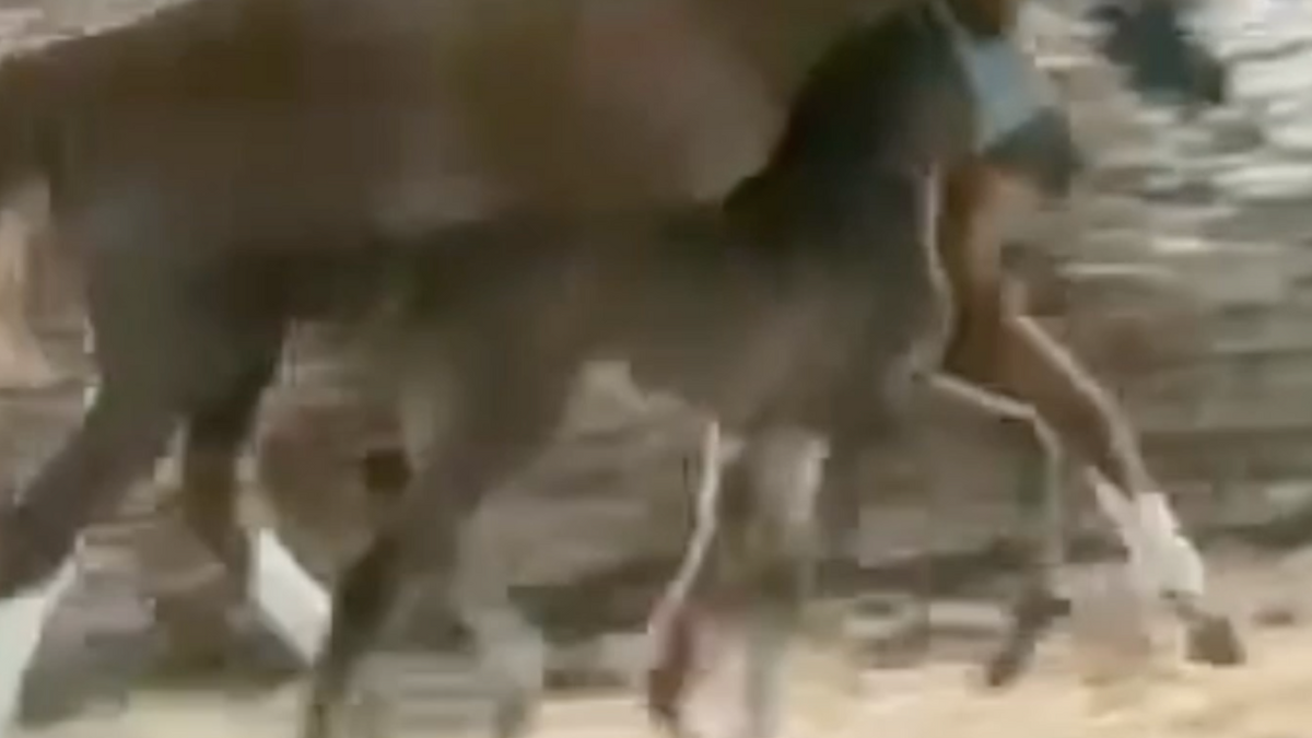 Royal Court Jester RRF